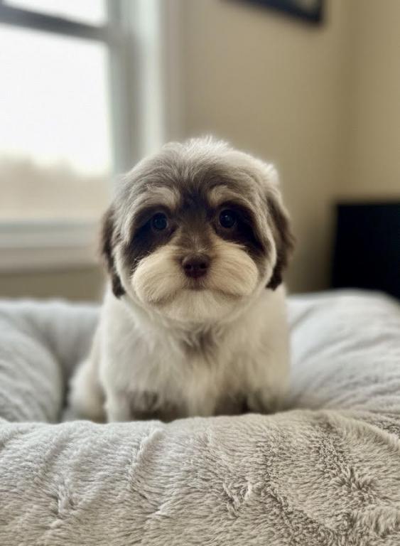 Cookie