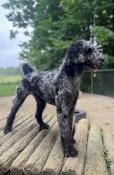 Dottie