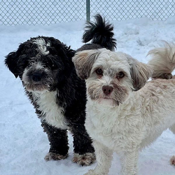 Havanese and Havapoos
