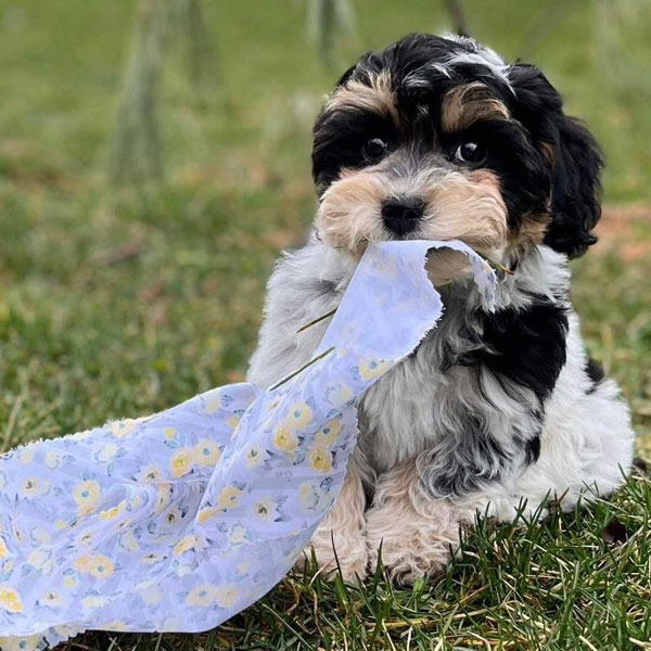 Havanese and Havapoos puppies