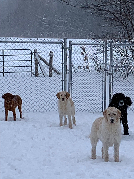 Dogs playing outside in the snow