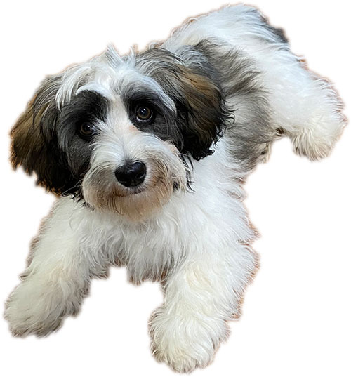 Labradoodle