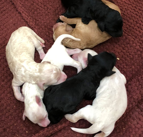 Labradoodle puppies