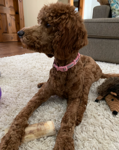 Our Red Standard Poodle Tess