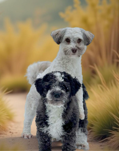 Two dogs