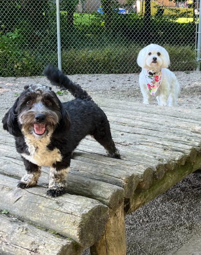 Puppies for sale